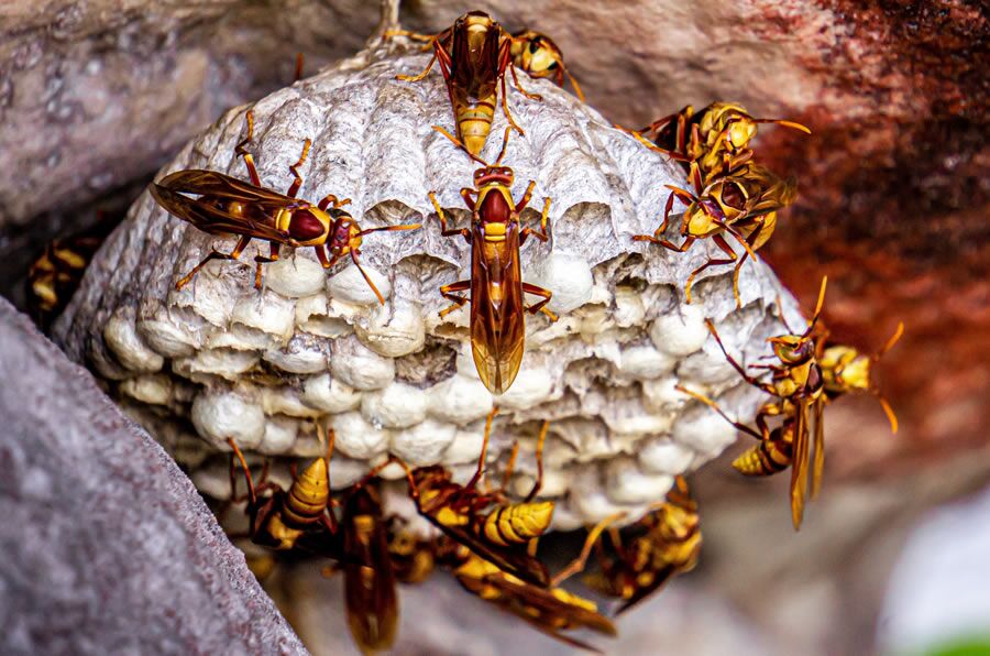 Wasp Exterminator Chelmsford Local Wasp Nest Removal