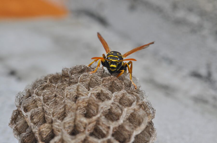 Wasp exterminator discount